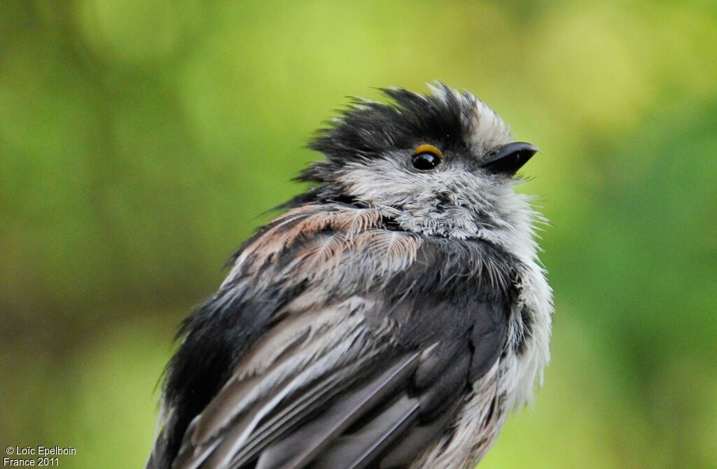 Mésange à longue queue - Aegithalos caudatus