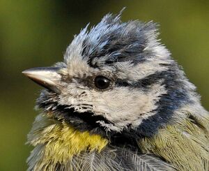 Eurasian Blue Tit