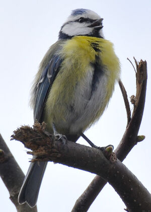 Eurasian Blue Tit