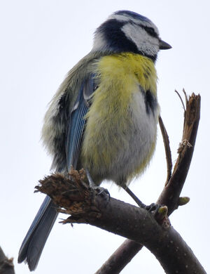 Eurasian Blue Tit