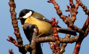 Great Tit 
&copy; Lo�c Epelboin