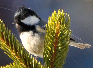 Coal Tit 
&copy; Lo�c Epelboin