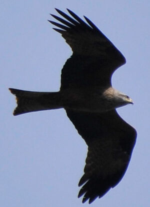 Black Kite
