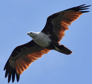 Brahminy Kite