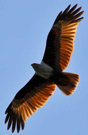 Brahminy Kite