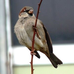 Moineau domestique