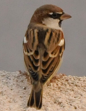 Spanish Sparrow 
&copy; Lo�c Epelboin
