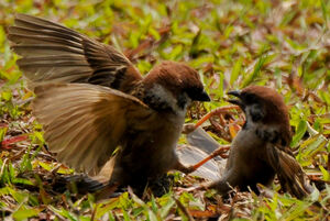 Eurasian Tree Sparrow