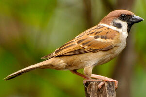 Eurasian Tree Sparrow