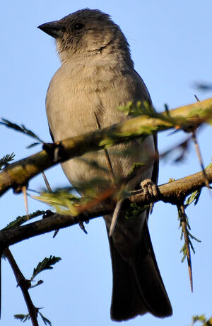 Moineau swahili