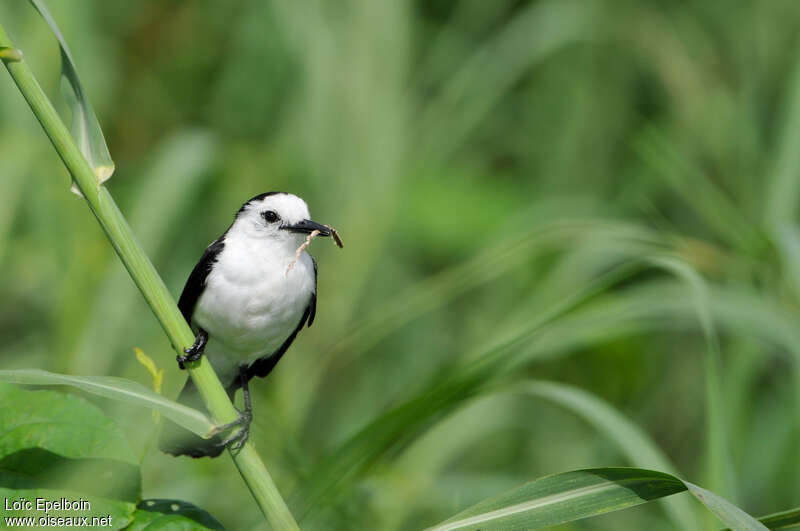 Pied Water Tyrantadult, Reproduction-nesting
