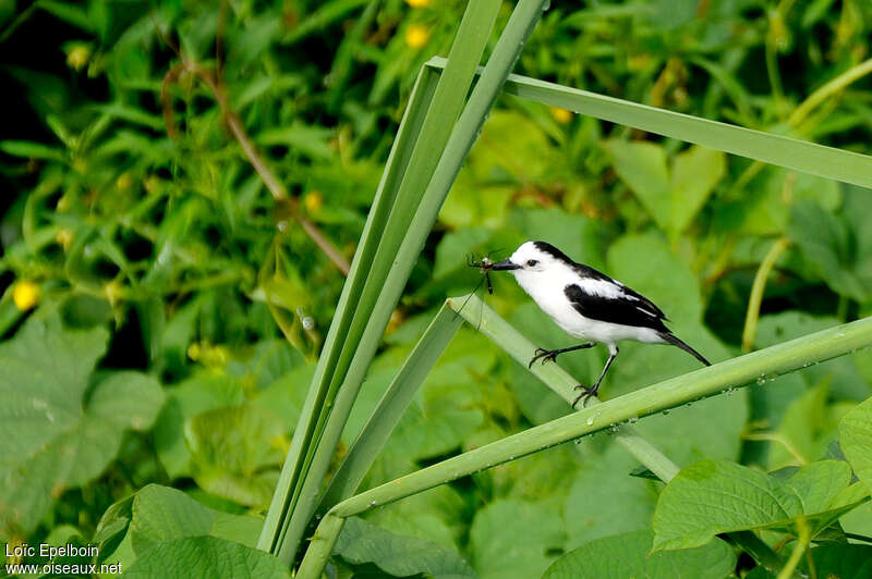 Pied Water Tyrant male adult, feeding habits
