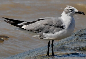 Mouette atricille