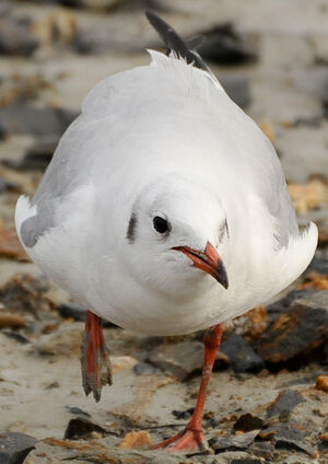 Mouette rieuse