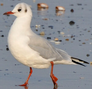 Mouette rieuse