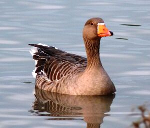 Greylag Goose 
&copy; Lo�c Epelboin