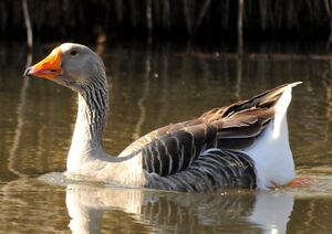 Greylag Goose 
&copy; Lo�c Epelboin