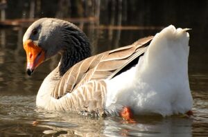 Greylag Goose 
&copy; Lo�c Epelboin