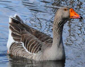Greylag Goose 
&copy; Lo�c Epelboin