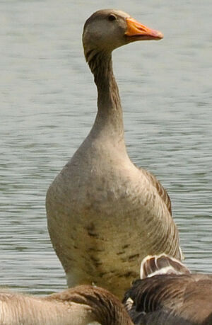Greylag Goose 
&copy; Lo�c Epelboin