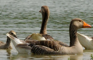 Greylag Goose 
&copy; Lo�c Epelboin