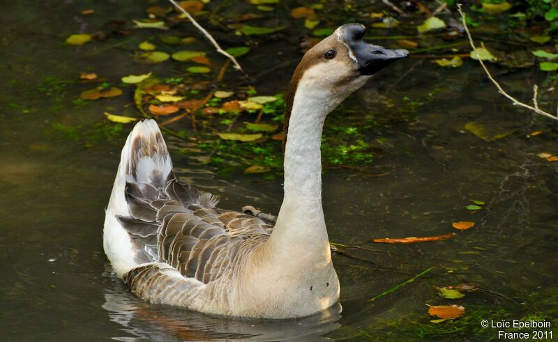 Swan Goose