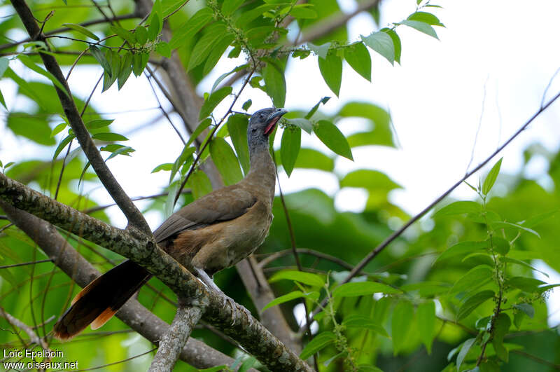 Rufous-vented Chachalacaadult, identification