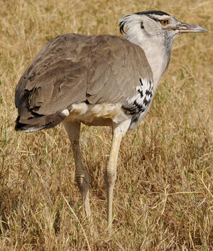 Kori Bustard