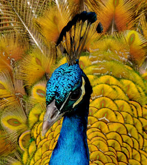 Indian Peafowl