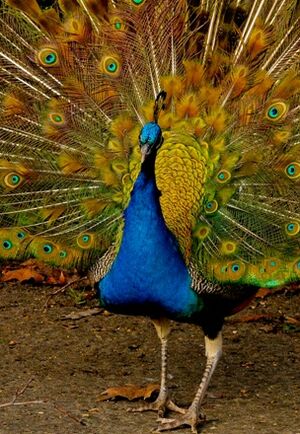 Indian Peafowl