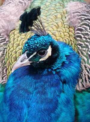 Indian Peafowl