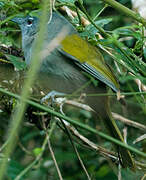 Green-tailed Warbler