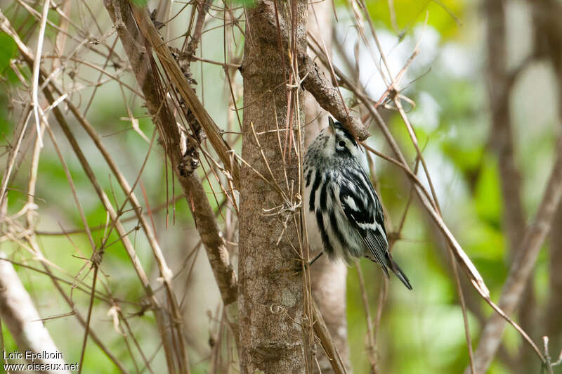 Black-and-white Warbler male adult post breeding, habitat, pigmentation