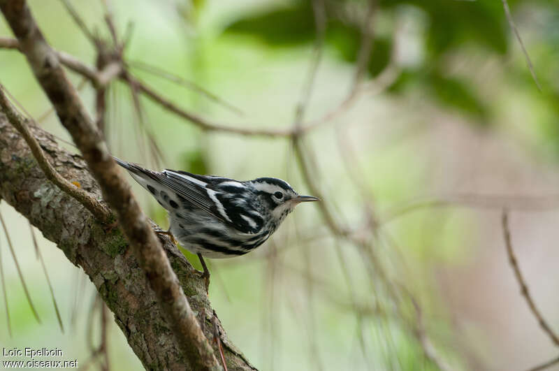 Black-and-white Warbler male adult post breeding, identification