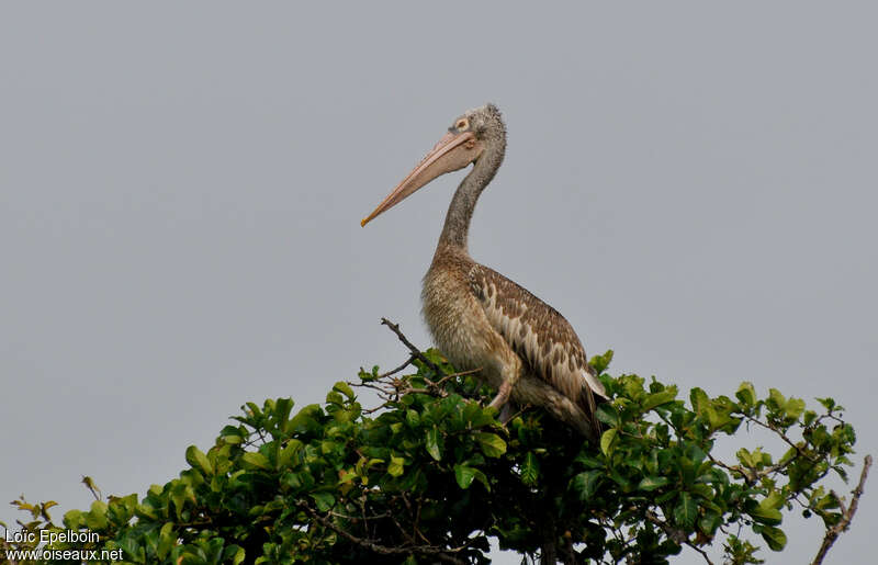 Spot-billed Pelicanimmature, identification