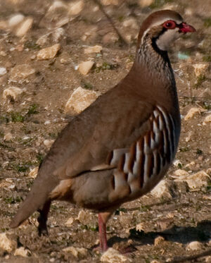 Red-legged Partridge 
&copy; Lo�c Epelboin