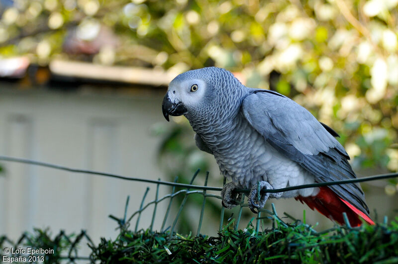 Grey Parrot, identification