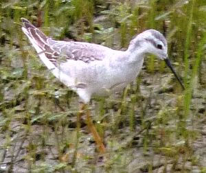Phalarope de Wilson