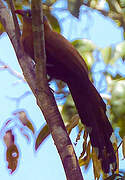 Black-bellied Cuckoo