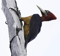 Red-necked Woodpecker
