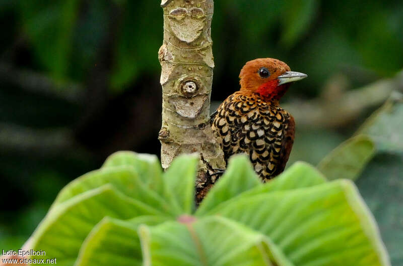 Cinnamon Woodpecker male adult, close-up portrait