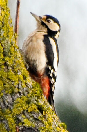 Great Spotted Woodpecker 
&copy; Lo�c Epelboin