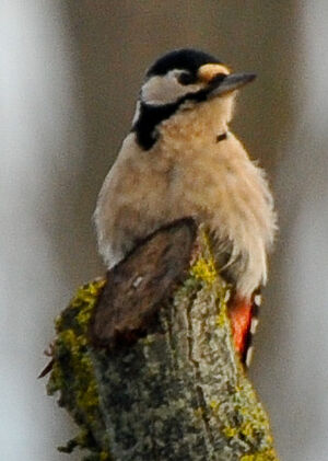 Great Spotted Woodpecker 
&copy; Lo�c Epelboin