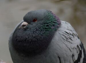 Pigeon biset 
&copy; Lo�c Epelboin
