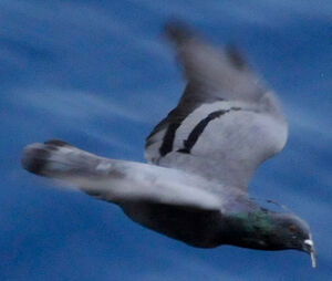 Pigeon biset 
&copy; Lo�c Epelboin