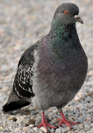 Pigeon biset 
&copy; Lo�c Epelboin