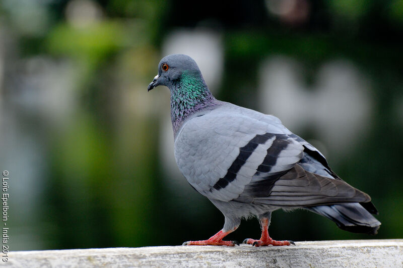 Pigeon biset