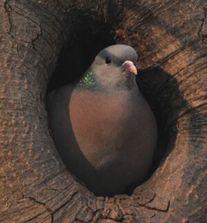 Pigeon colombin 
&copy; Lo�c Epelboin