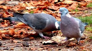Pigeon ramier 
&copy; Lo�c Epelboin
