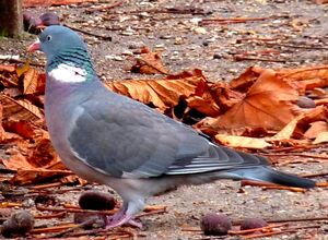 Pigeon ramier 
&copy; Lo�c Epelboin